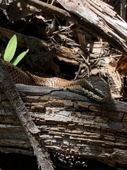 Philodryas chamissonis