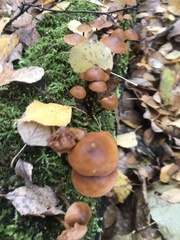 Galerina marginata