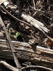 Philodryas chamissonis