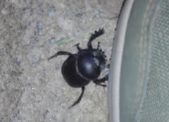 Scarabaeus laticollis