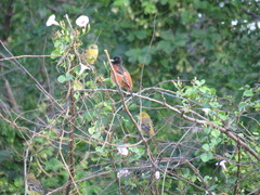 Icterus spurius