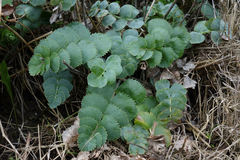 Gingidia grisea