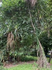 Pandanus