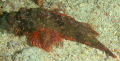 Scorpaenopsis oxycephalus
