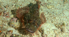 Scorpaenopsis oxycephalus
