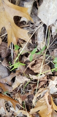 Vicia sativa