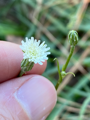 Hypochaeris albiflora