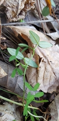 Vicia sativa