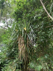 Pandanus