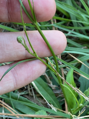 Hypochaeris albiflora