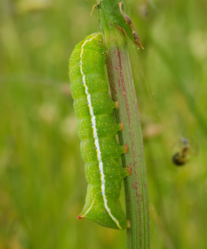 Svensson's Copper Underwing, photo 9 of 9