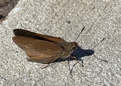 Asbolis capucinus