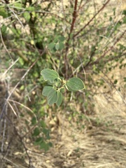 Ceanothus integerrimus
