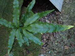 Leptochilus ellipticus
