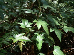 Rubus reflexus hui