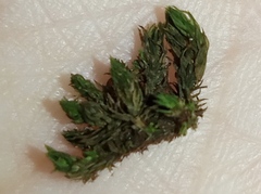 Lewinskya