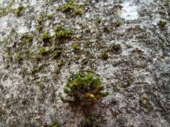 Lewinskya