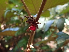 Rubus reflexus hui