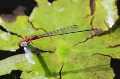Pseudagrion pilidorsum