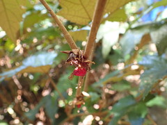 Rubus reflexus hui