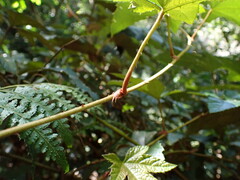 Rubus reflexus hui