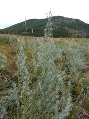 Artemisia dracunculus glauca