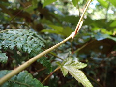 Rubus reflexus hui