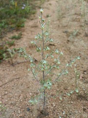Artemisia jacutica