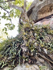Bulbophyllum