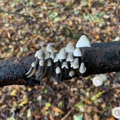 Mycena arcangeliana