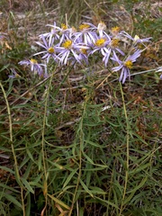 Galatella dahurica