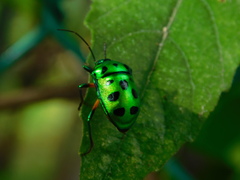 Chrysocoris