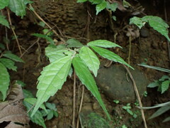Elatostema lineolatum