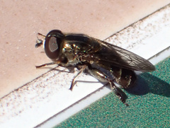 Eumerus