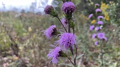 Liatris scariosa