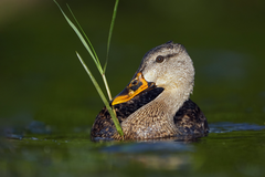 Anas platyrhynchos × fulvigula