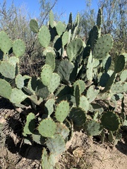 Opuntia