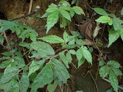 Elatostema lineolatum
