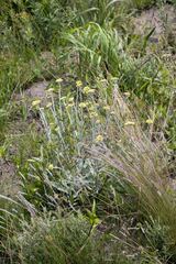Helichrysum acutatum