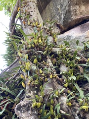 Bulbophyllum