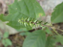 Achyranthes