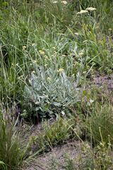 Helichrysum acutatum