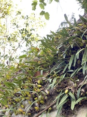 Bulbophyllum