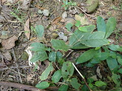 Achyranthes