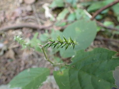 Achyranthes