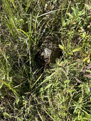 Terrapene carolina bauri