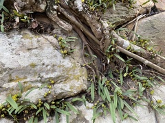 Bulbophyllum