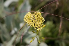 Helichrysum acutatum
