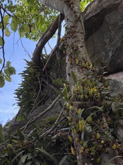 Bulbophyllum