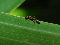 Tetraponera rufonigra